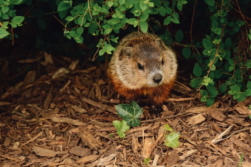 Groundhogs are Really Just Big Squirrels–And Other Fun Facts!