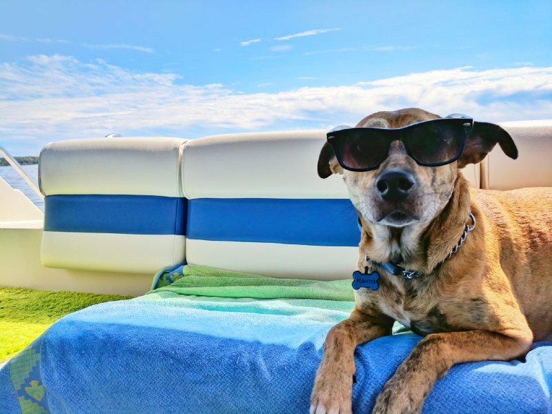 Cool for the Summer: Pet Care Under the Sun